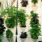 CFPMs and In-House Grown Herbs