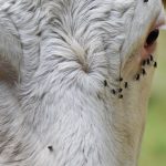 E. coli contamination