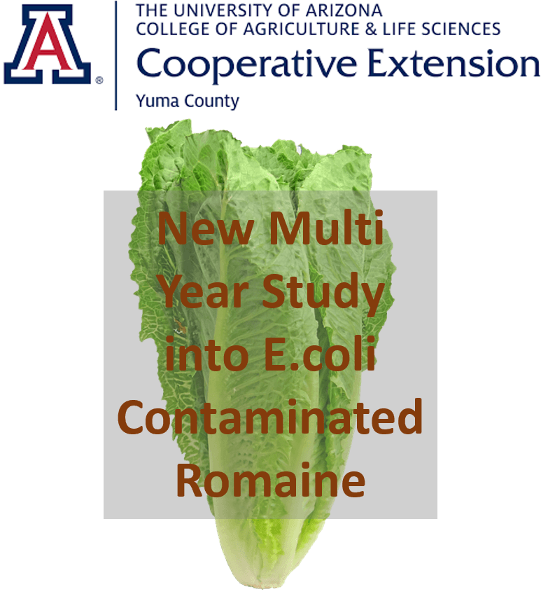 New Study Into E.coli Contaminated Romaine New Study Into E.coli Contaminated Romaine