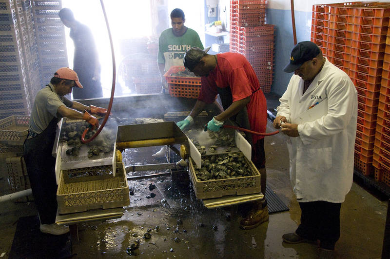 Safely Serving shellfish
