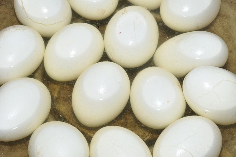 Hard-Boiled-Egg-Recall Hard-Boiled-Egg-Recall