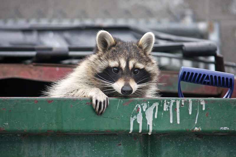 ServSafe-MN-Tips-For-Keeping-Pests-Out-Of-Your-Garbage-1