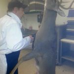 Wild Game Feed Advice For Certified Food Managers