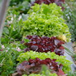 local sourcing