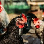 Avian Flu Outlook