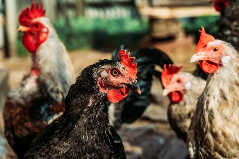 Potential Avian Flu Avian Flu Outlook