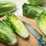 Romaine lettuce and E. Coli