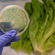 Food Safe Training Guide to E. coli1 safe food training E. coli