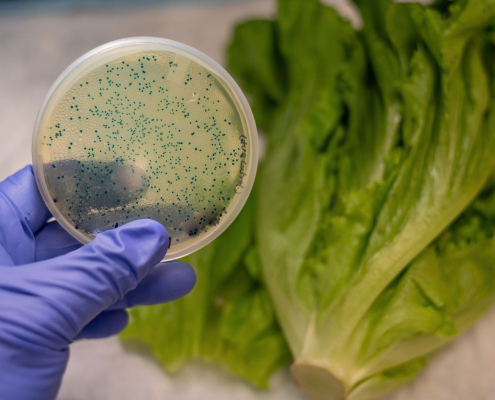safe food training E. coli