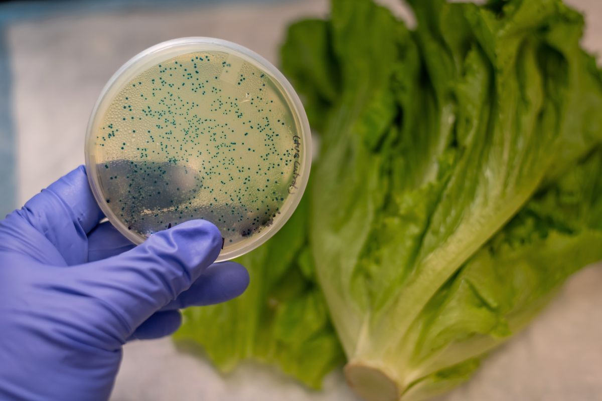 safe food training E. coli