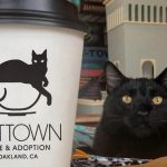 Cat Cafe and Minnesota Food Safety Certifications