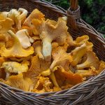 Minnesota Food Managers and Sourcing Wild Mushrooms