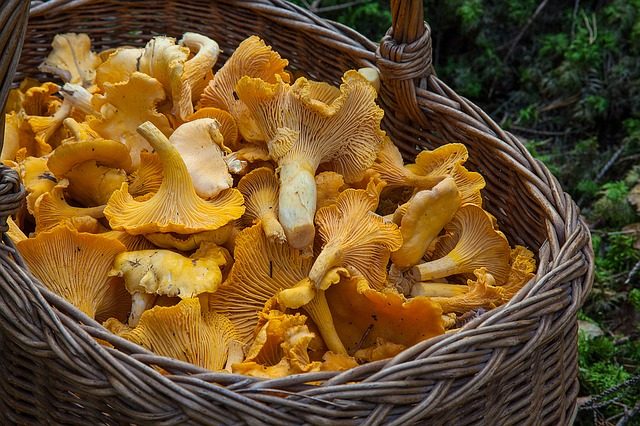 Minnesota Food Managers and Sourcing Wild Mushrooms