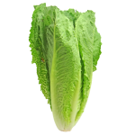 Food Safety Problem with Romaine