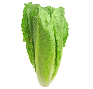 Food Safety Problem with Romaine