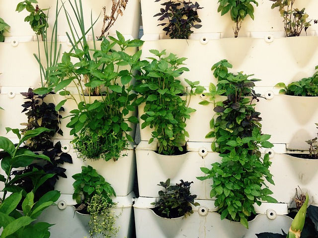 CFPMs and In-House Grown Herbs