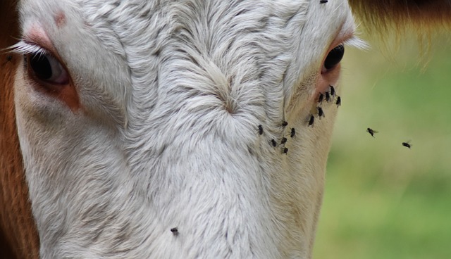 E. coli contamination