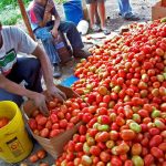 ServSafe and Food Production