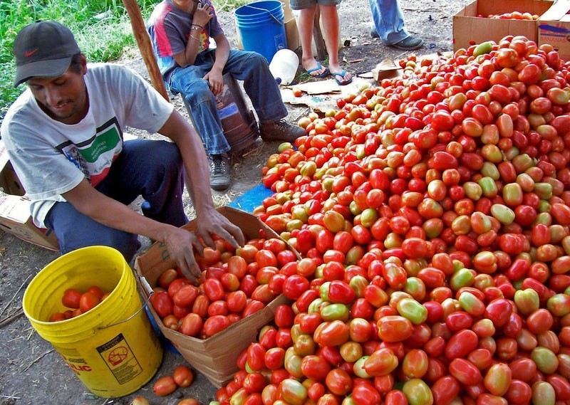 ServSafe and Food Production