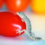 ServSafe Food Managers Need To Inspect Ready-to-Serve Produce