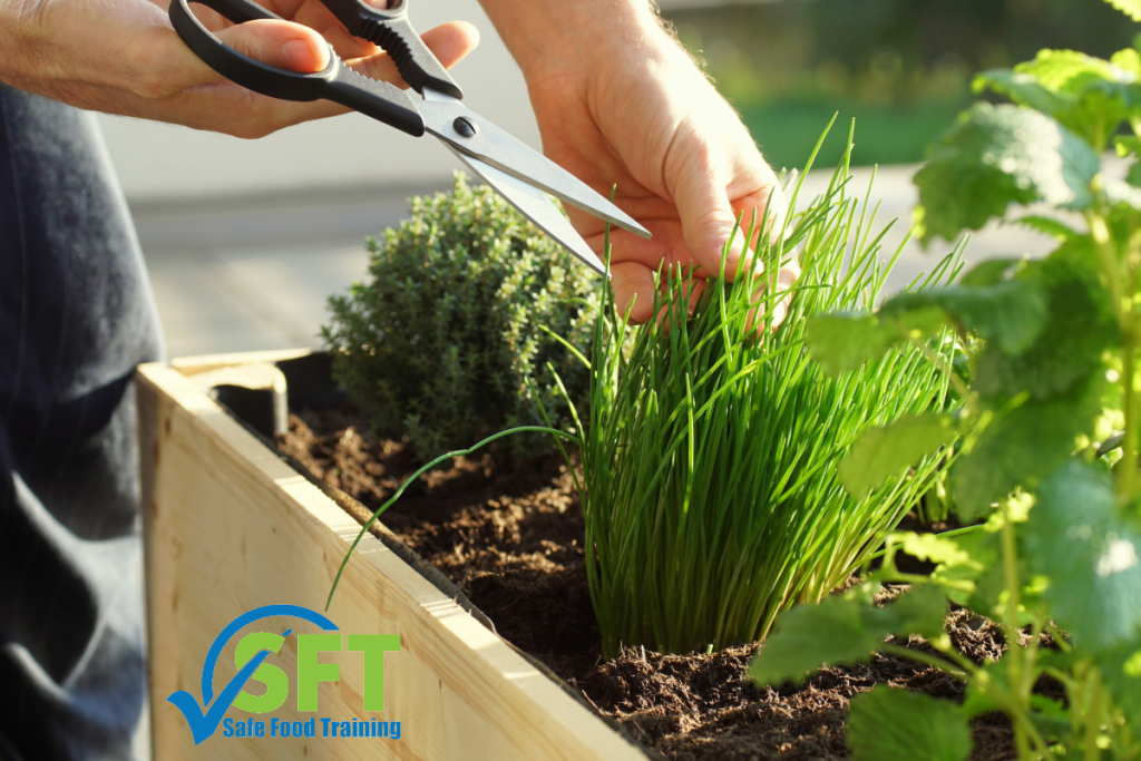 Herb garden-in-house restaurant gardens