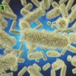 Shigella