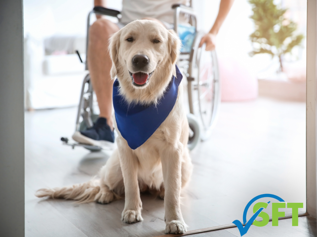Service animal rules for Minnesota food managers-Picture of service animal, dog, with a man in a wheel chair. Feet only to the chest, no head showing.