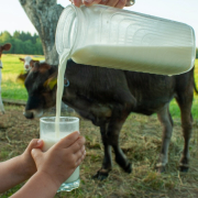 raw Milk’ Hidden risks of raw milk