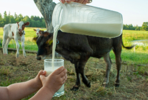 Hidden risks of raw milk