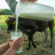Hidden risks of raw milk
