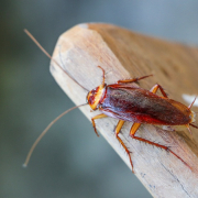 Pest Control in Minnesota cockroaches-pest control in Minnesota