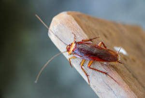 cockroaches-pest control in Minnesota