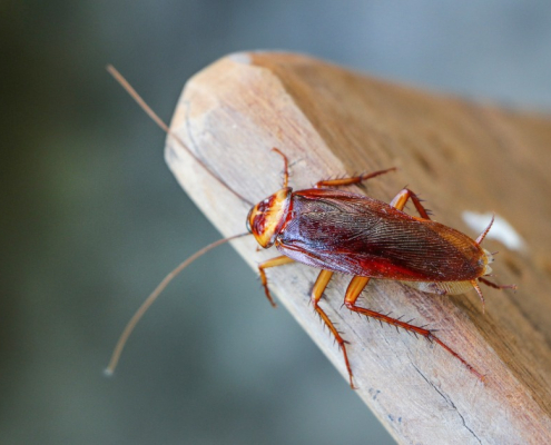 cockroaches-pest control in Minnesota