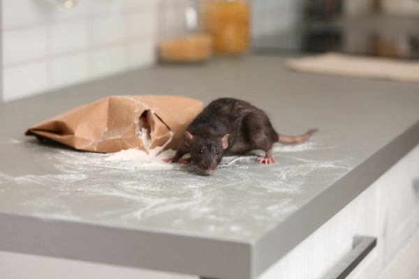 rat in kitchen-pest control in Minnesota